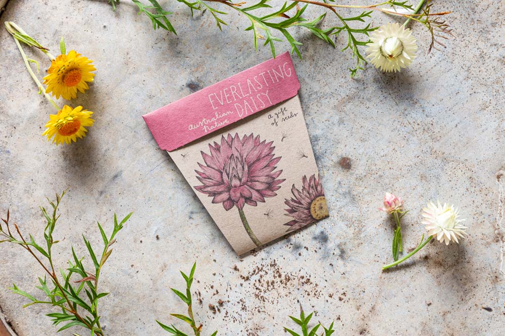 Everlasting Daisy - Gift of Seeds