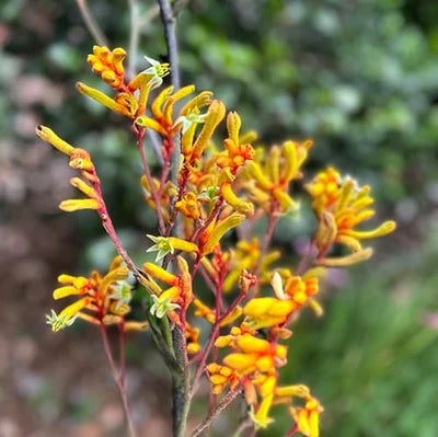 Kangaroo Paw - Gift of Seeds