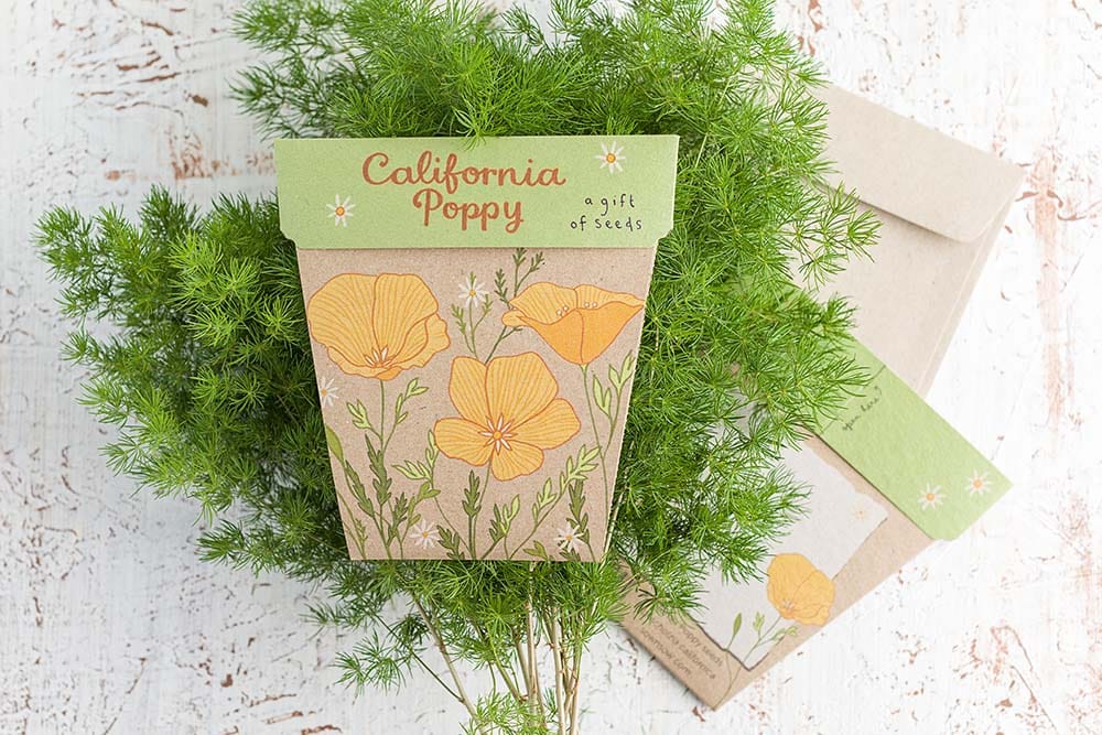 California Poppy