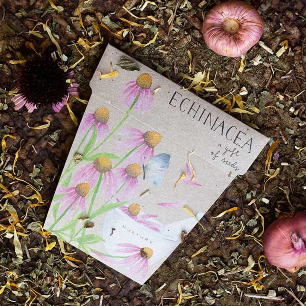 Echinacea