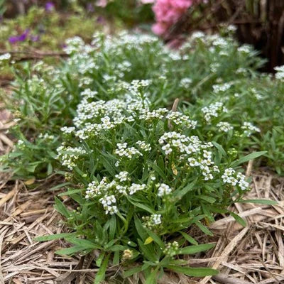 Mum - Gift of Seeds