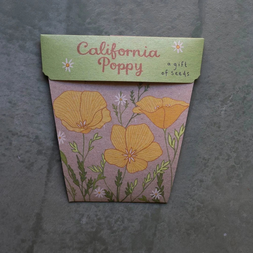 California Poppy