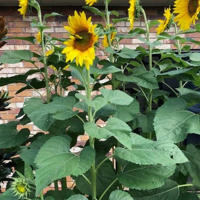 Sunflower