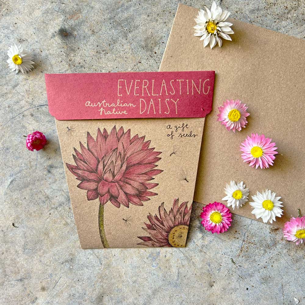 Everlasting Daisy - Gift of Seeds