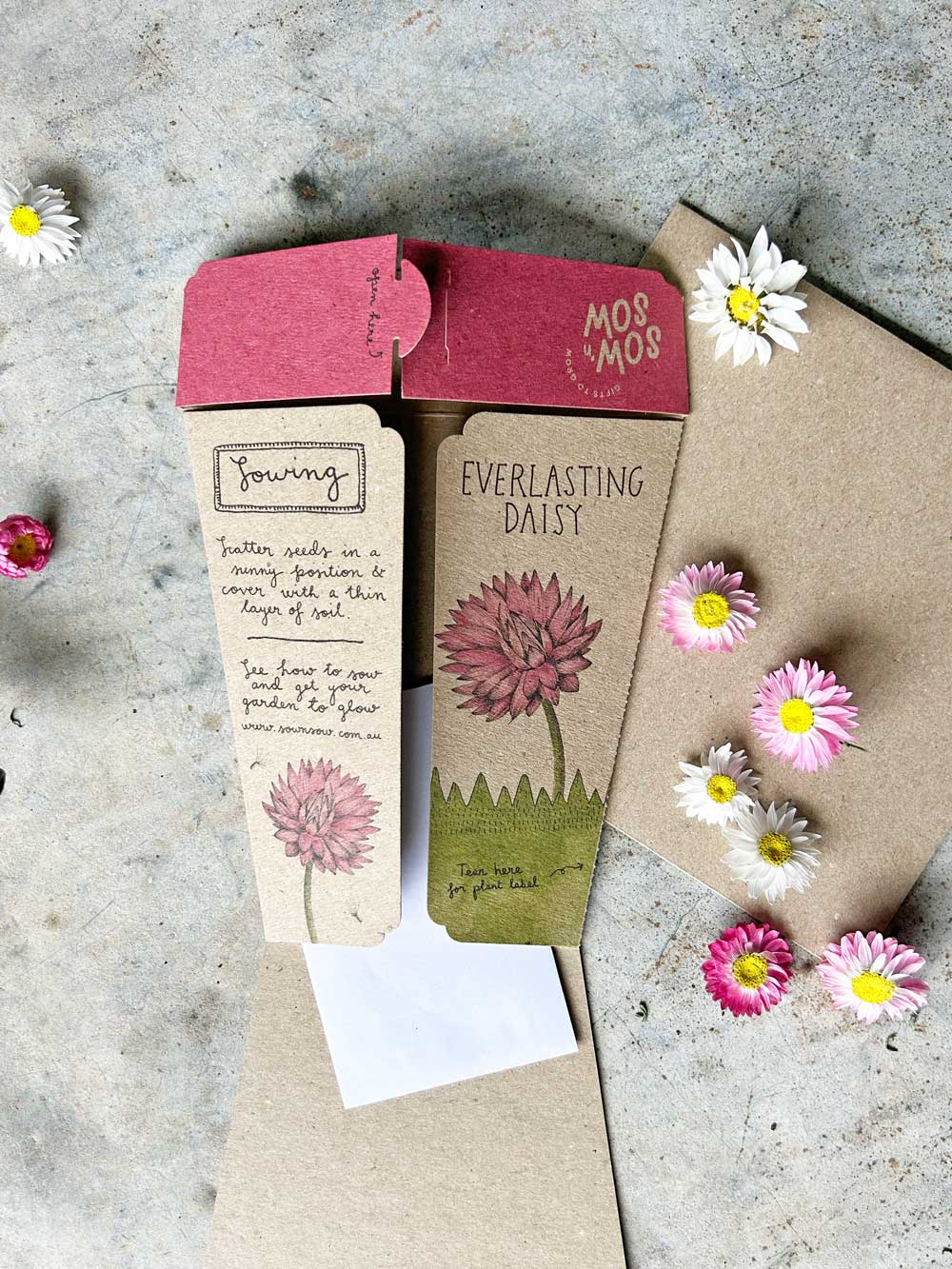 Everlasting Daisy - Gift of Seeds