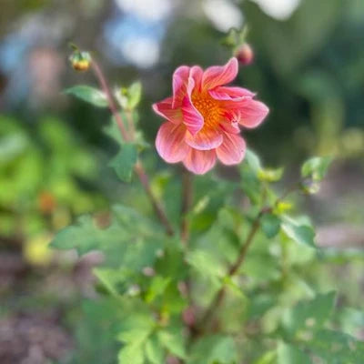Dahlia