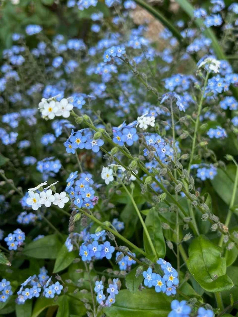 Forget Me Not - Gift of Seeds
