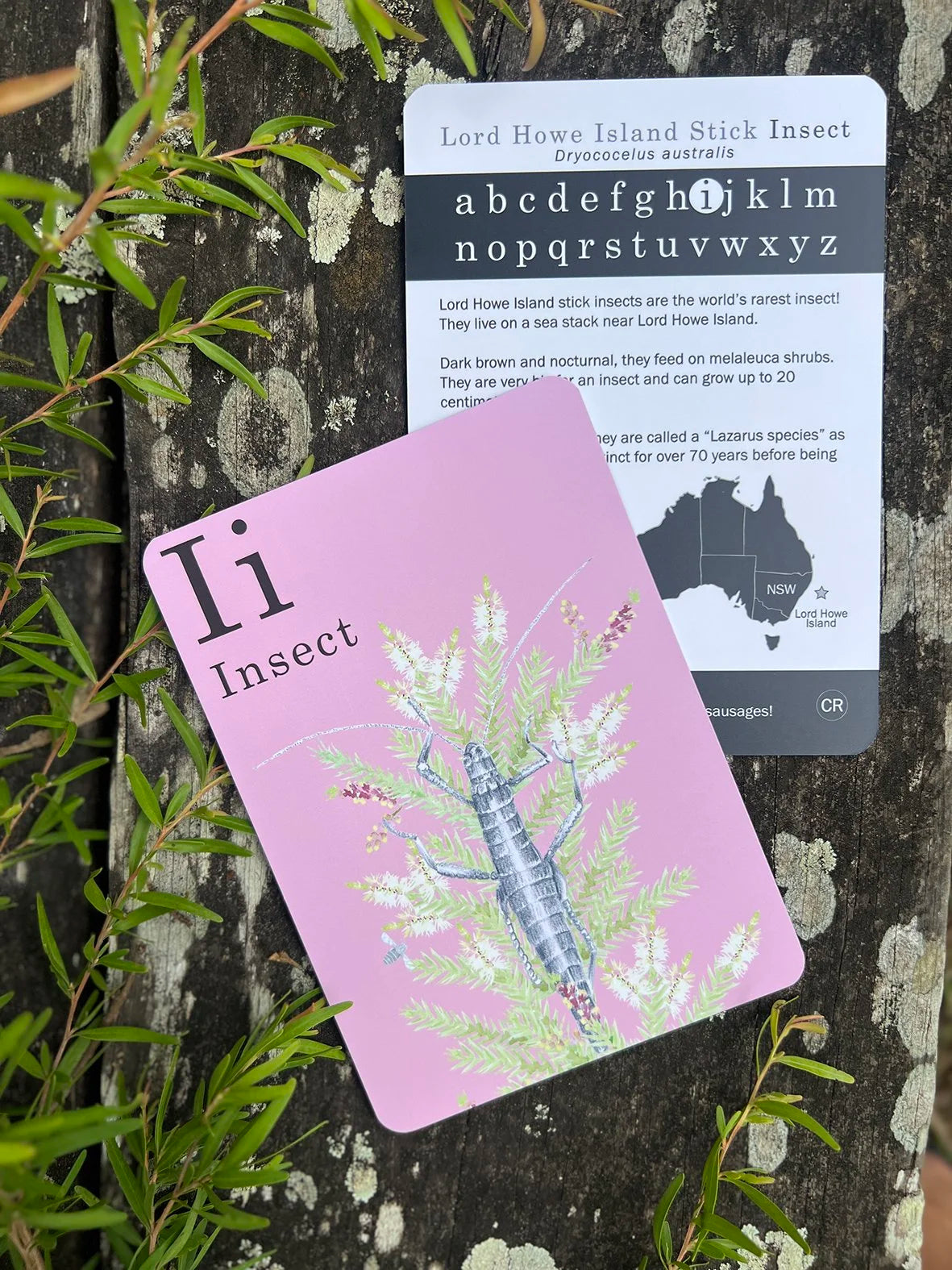 Animal Alphabet Flash Cards