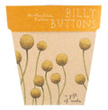 Billy Buttons - Gift of Seeds