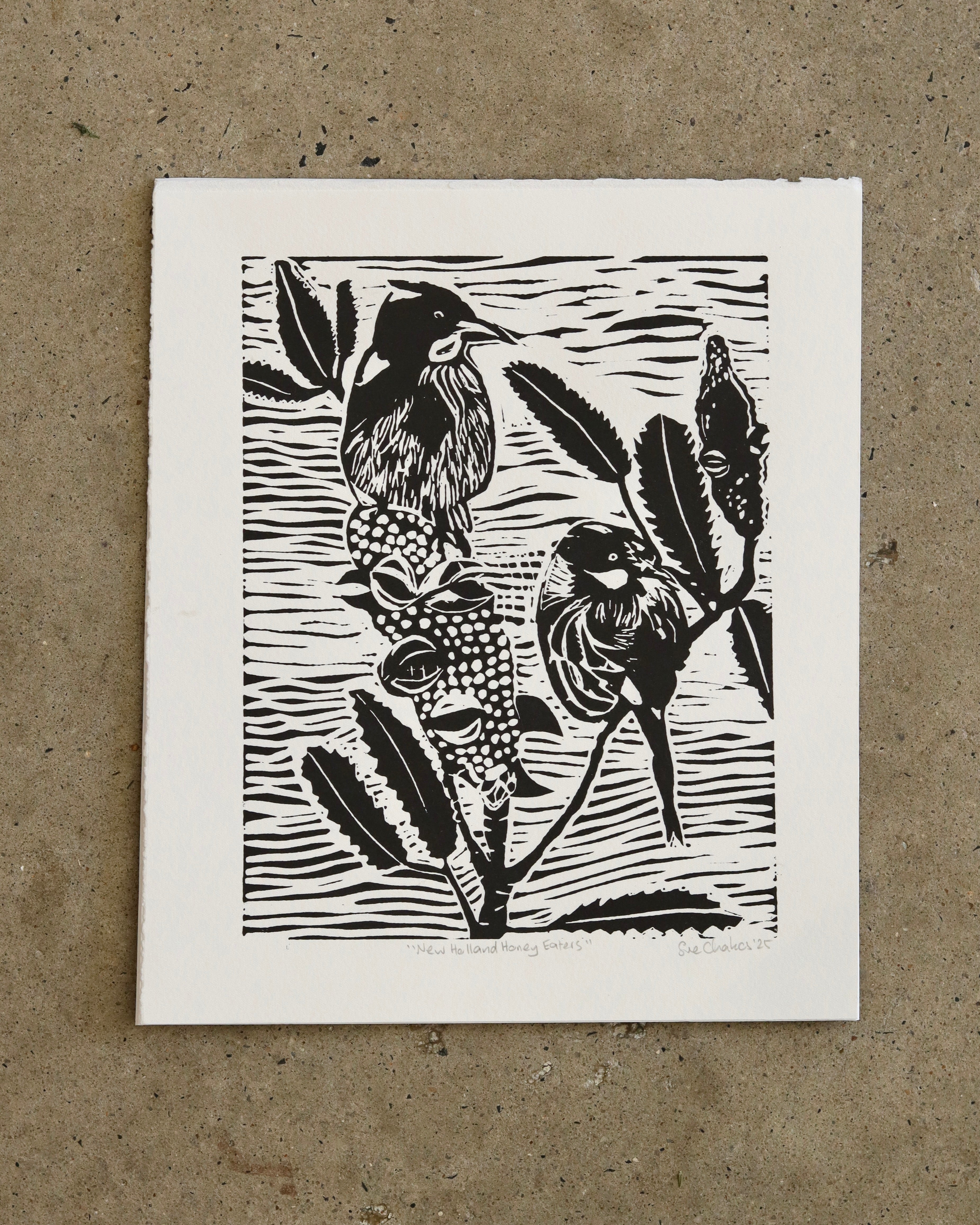 New England Honeyeaters (Unframed)- Sue Chakos