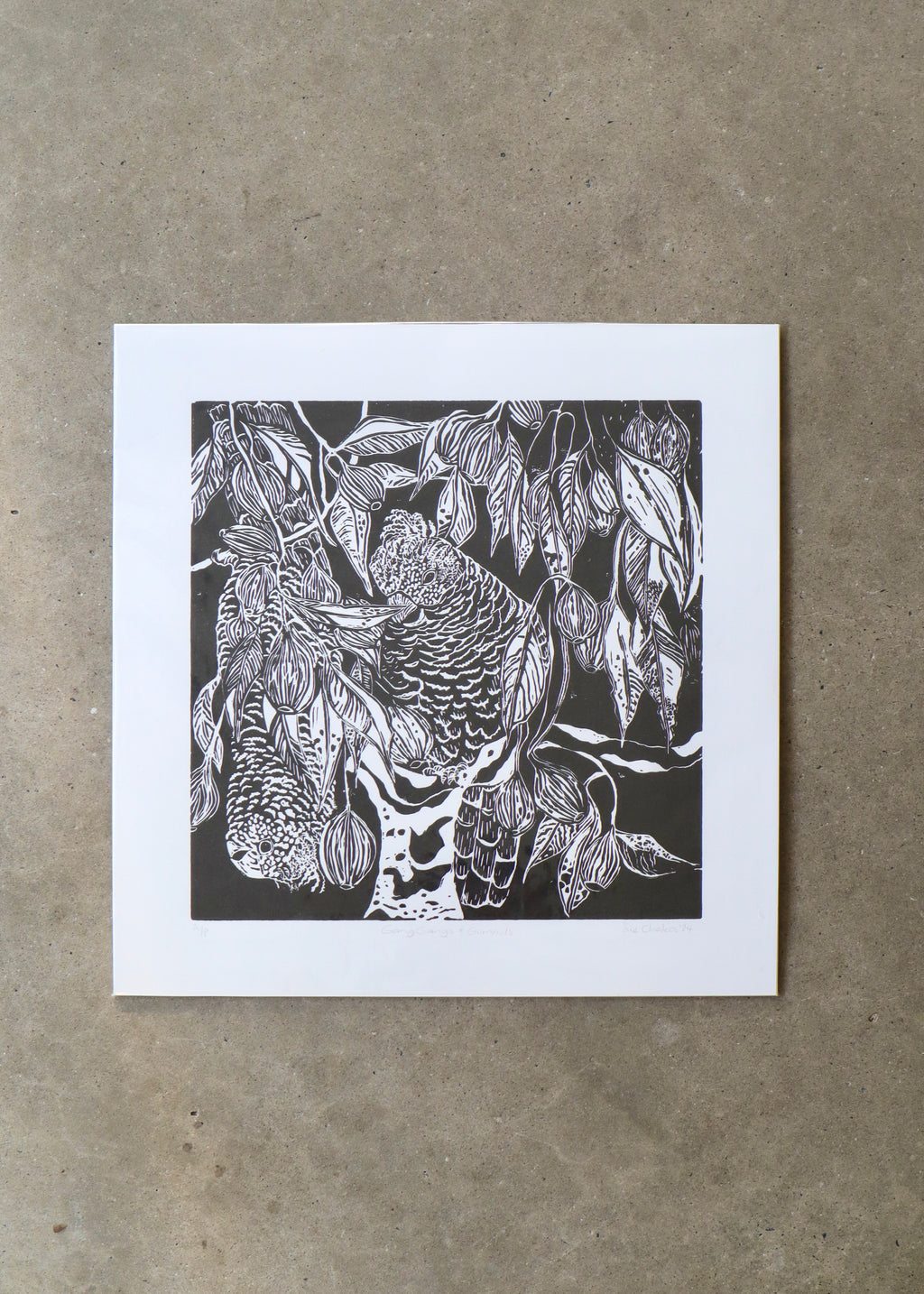 Gang Gang & Gumnuts (Unframed) - Sue Chakos