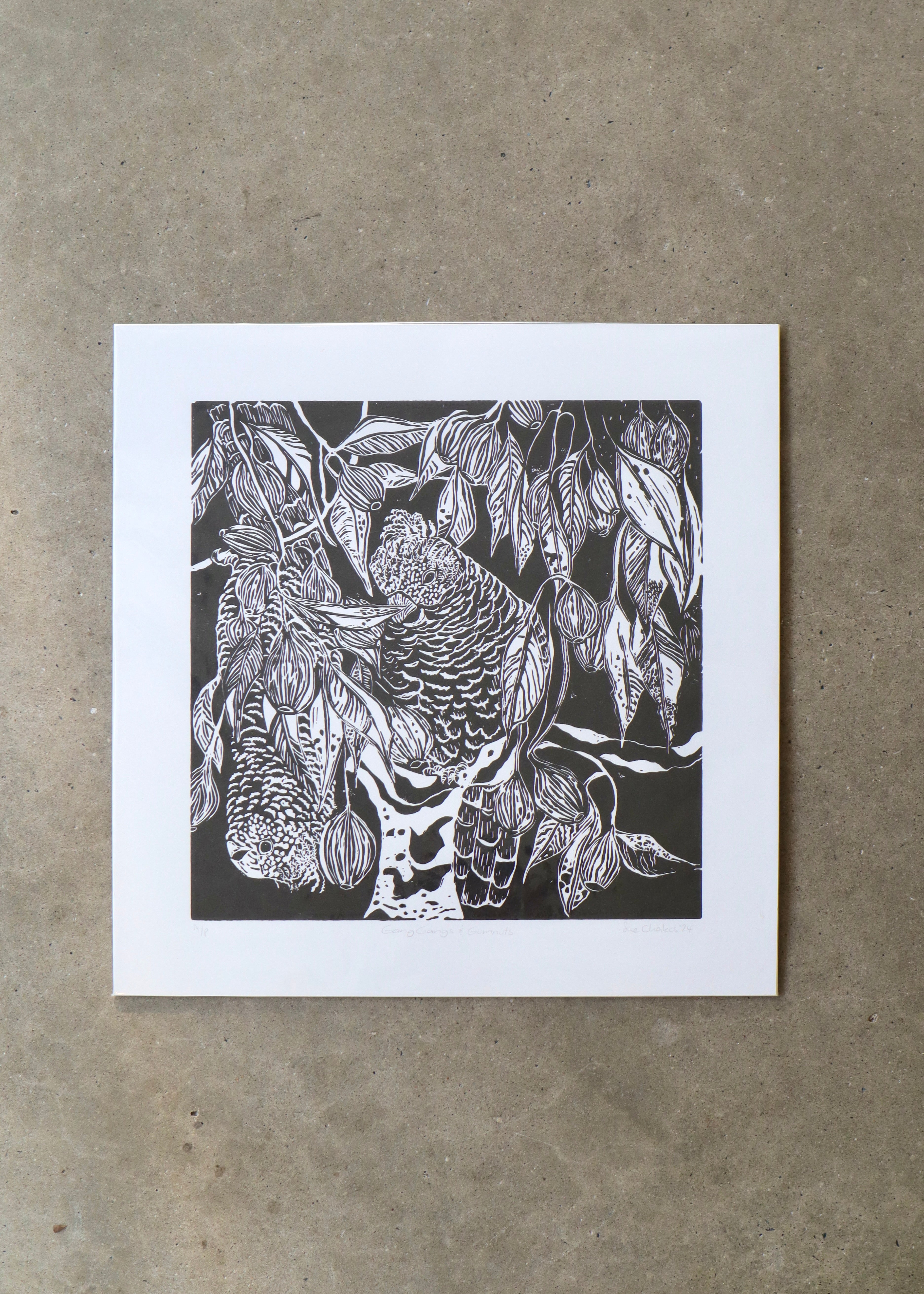 Gang Gang & Gumnuts (Unframed)- Sue Chakos