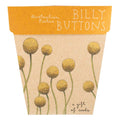 Billy Buttons