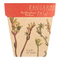 Kangaroo Paw