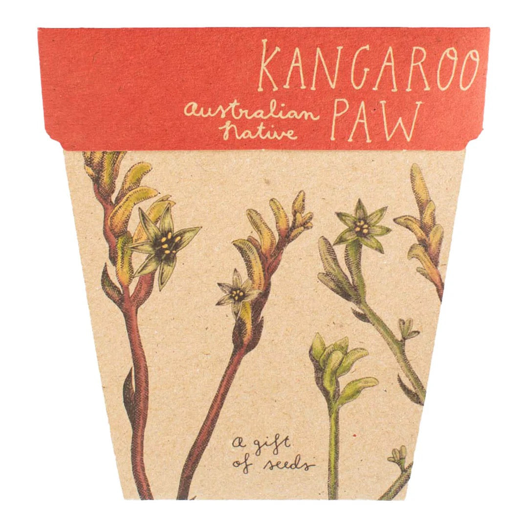 Kangaroo Paw