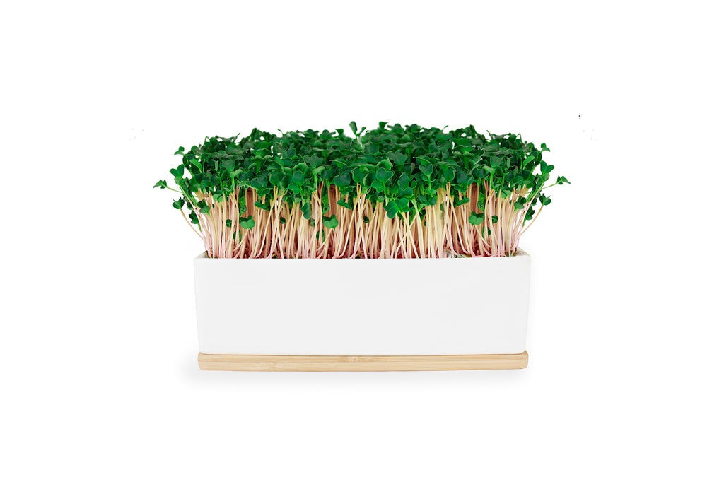 Windowsill Mini Garden - Kale Pink Sprouts