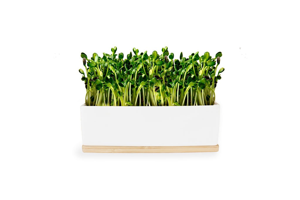 Windowsill Mini Garden - Sunflower Sprouts