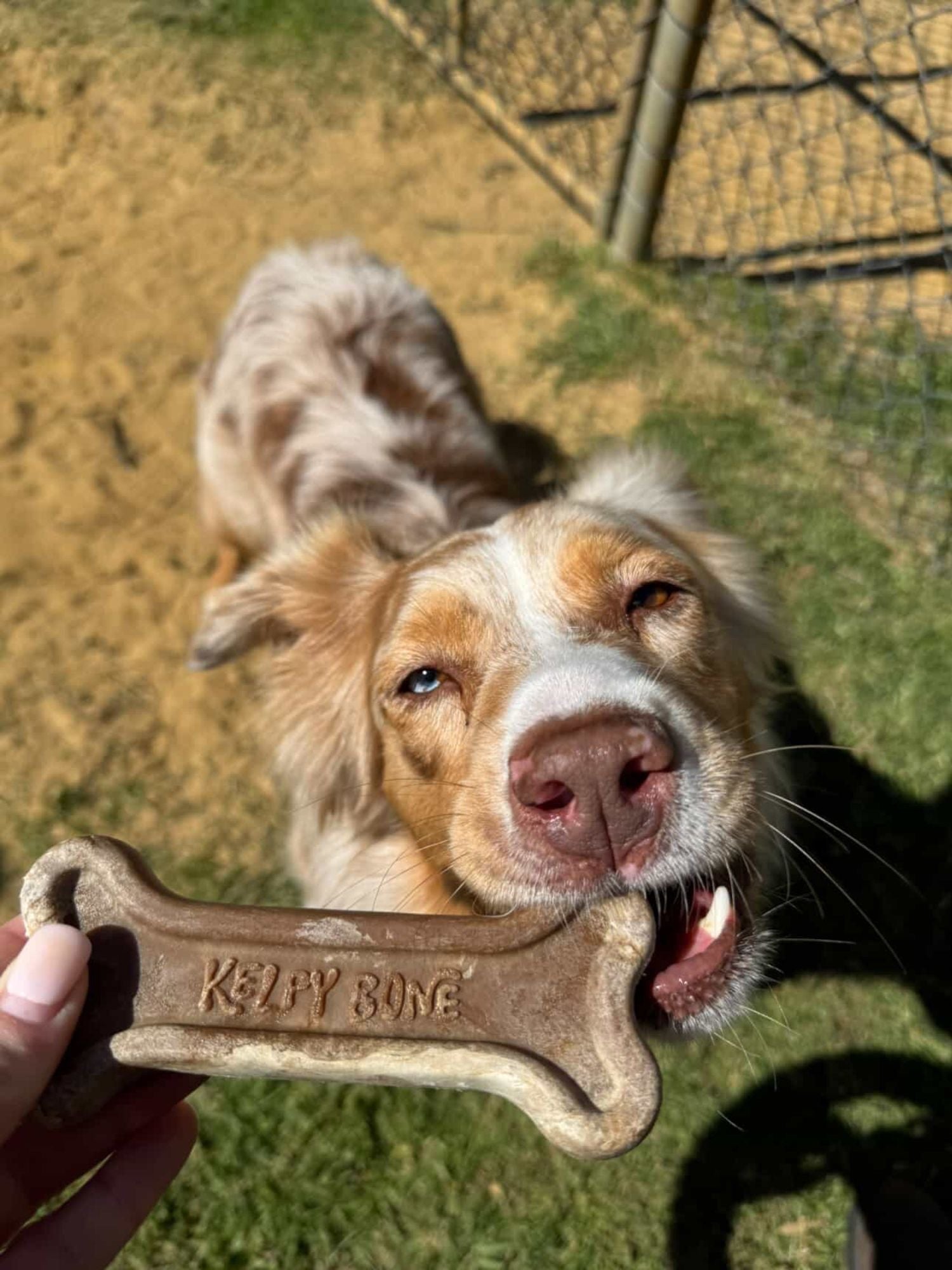 Kelpy Bone Single Boxed