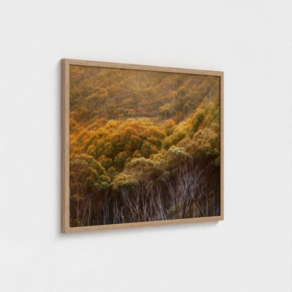 "The Forest Breathes" - Ferro Studio