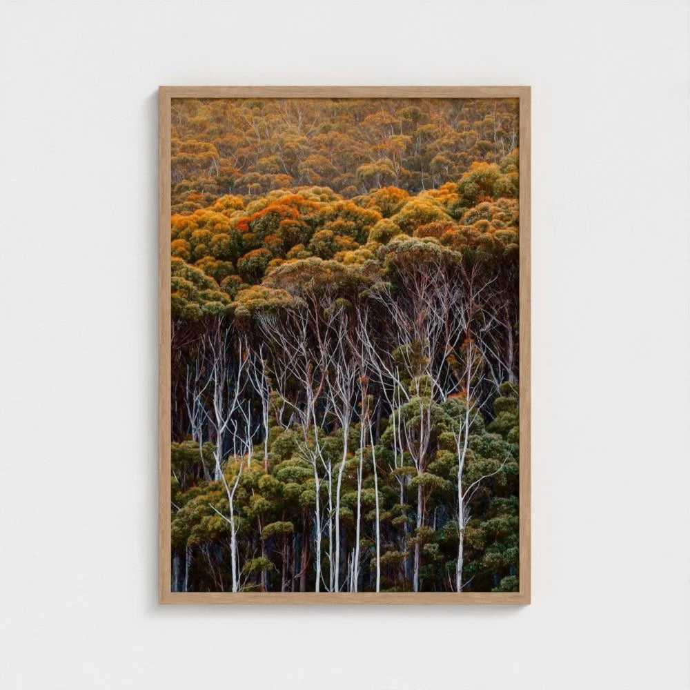 "Understory" - Ferro Studio
