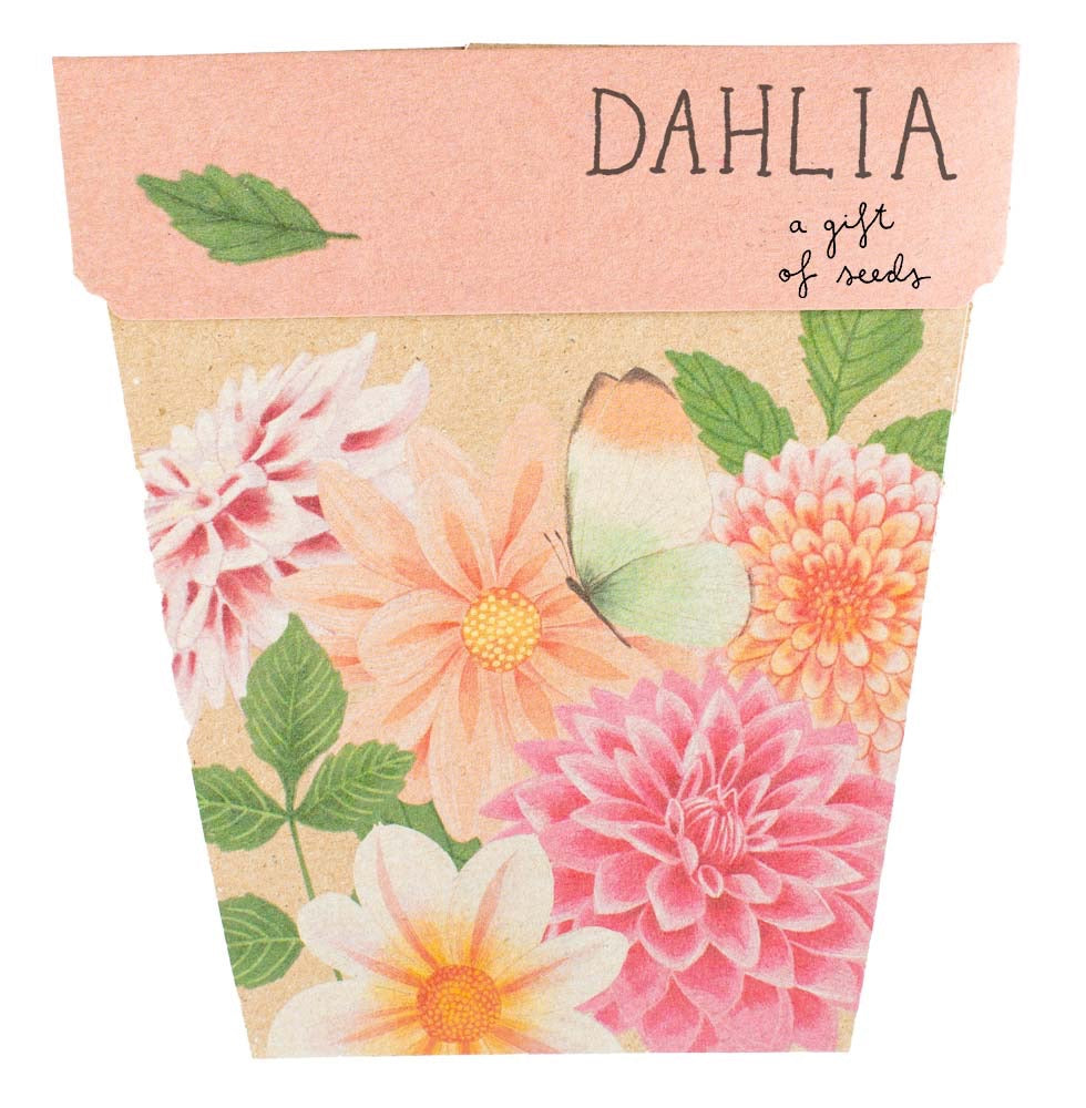 Dahlia