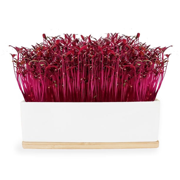 Windowsill Mini Garden - Ruby Sprouts