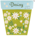 Daisy Gift of Seeds