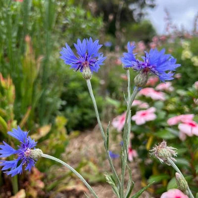 Mum - Gift of Seeds