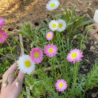 Birthday Wishes - Gift of Seeds