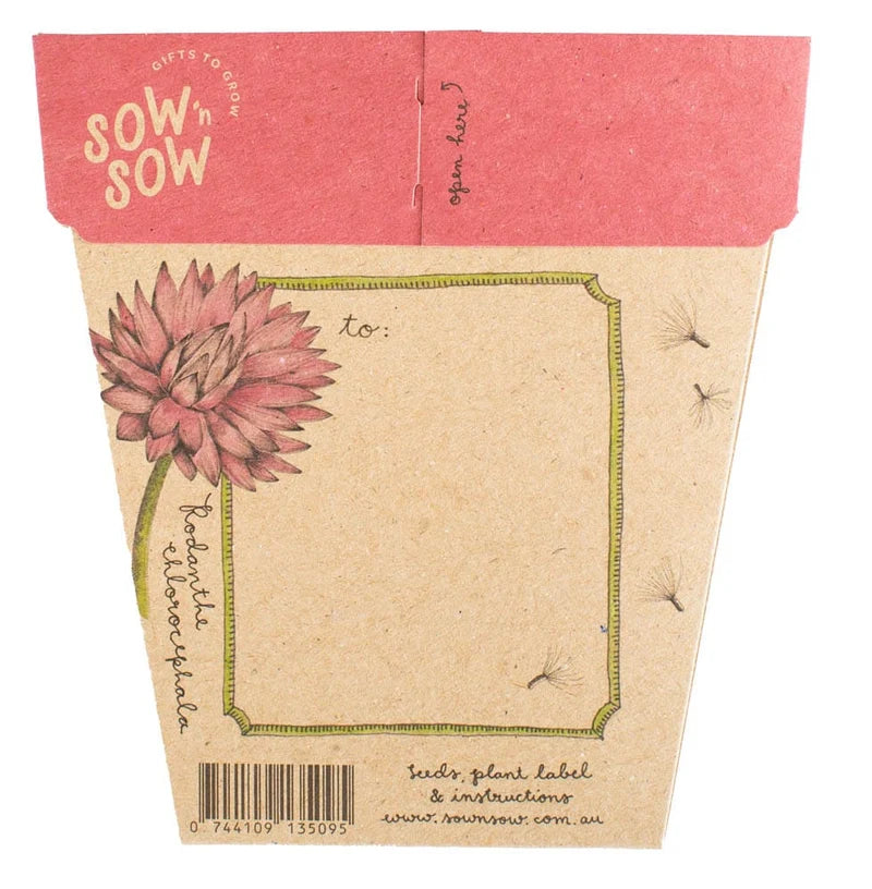 Everlasting Daisy - Gift of Seeds