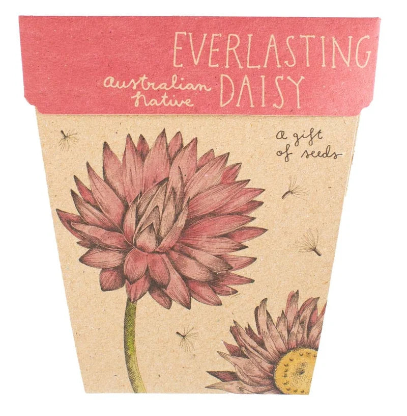 Everlasting Daisy - Gift of Seeds