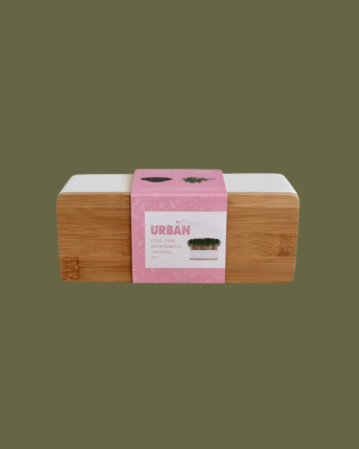 Windowsill Mini Garden - Kale Pink Sprouts