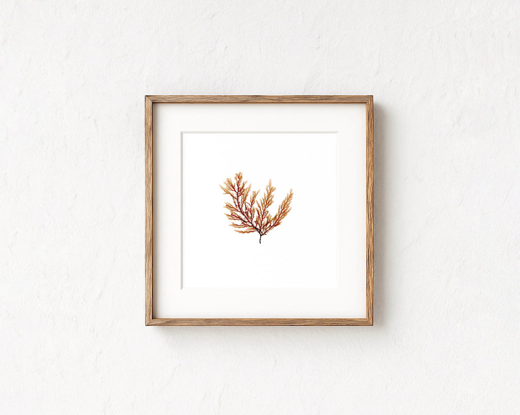 Peach Fern - Pressed Seaweed Fine Print