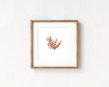 Peach Fern - Pressed Seaweed Fine Print