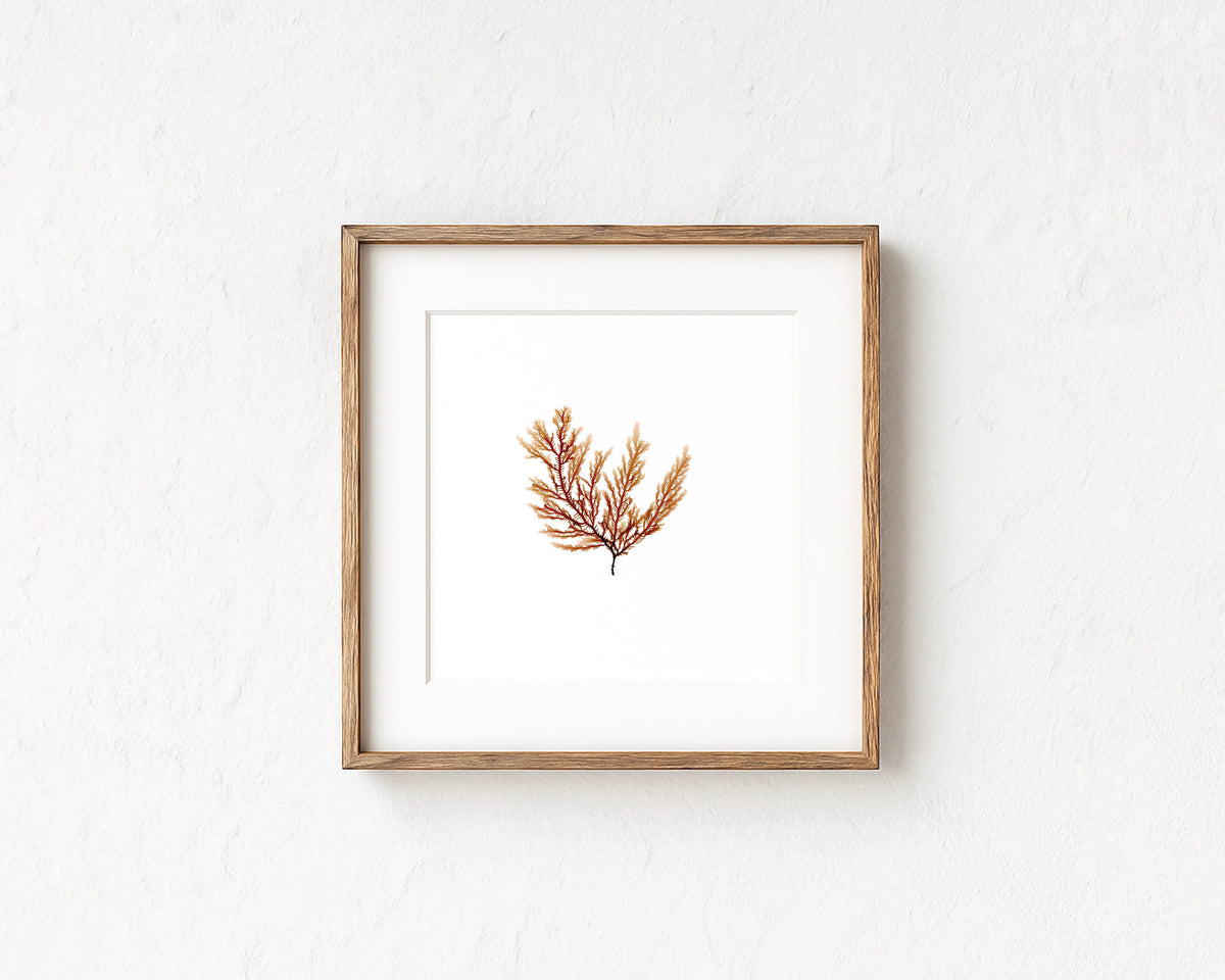 Peach Fern - Pressed Seaweed Fine Print