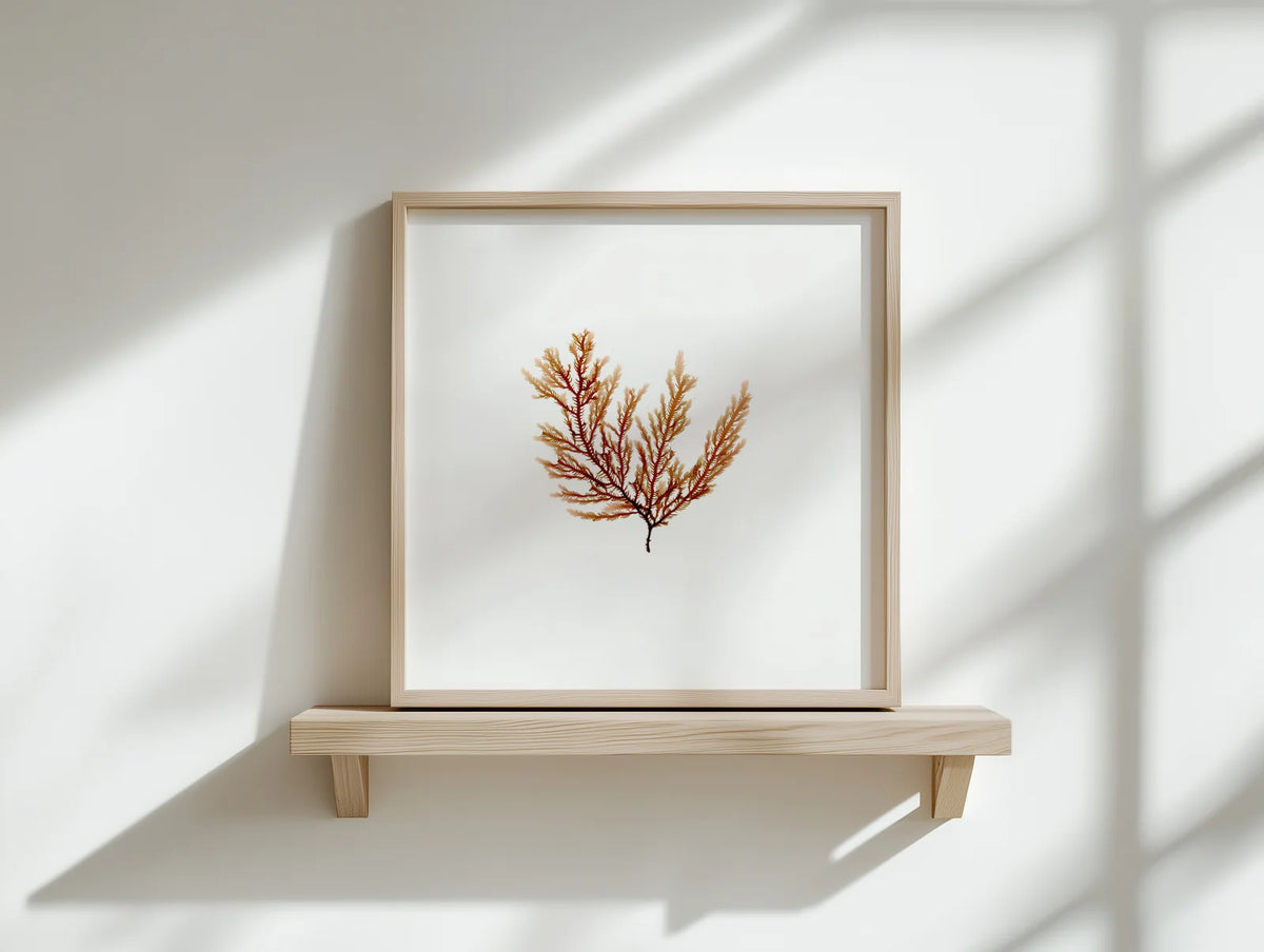 Peach Fern - Pressed Seaweed Fine Print