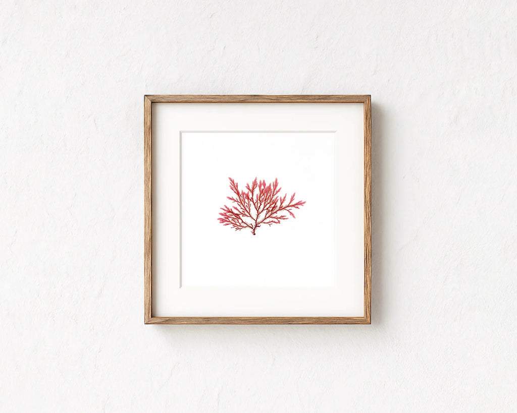 Blushing Fern - Pressed Seaweed Fine Print