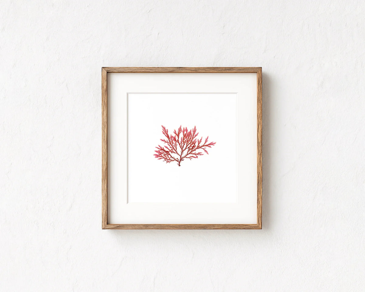 Blushing Fern - Pressed Seaweed Fine Print