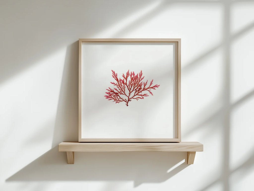 Blushing Fern - Pressed Seaweed Fine Print