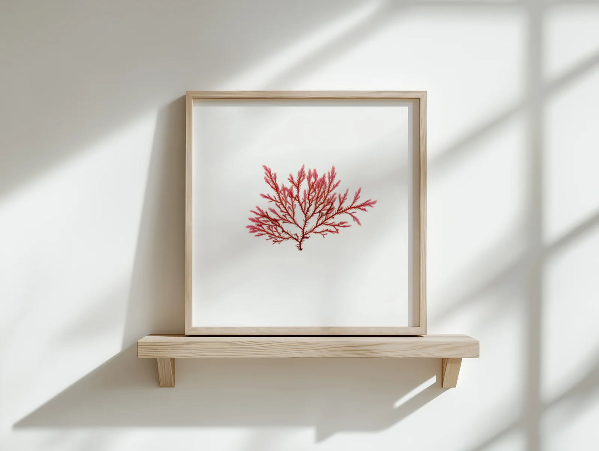 Blushing Fern - Pressed Seaweed Fine Print