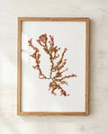 Sea Blossom - Pressed Seaweed Fine Print