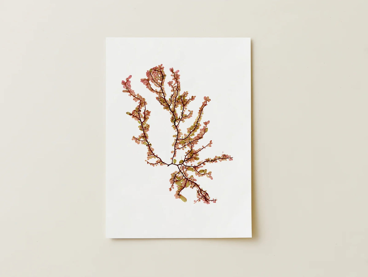 Sea Blossom - Pressed Seaweed Fine Print