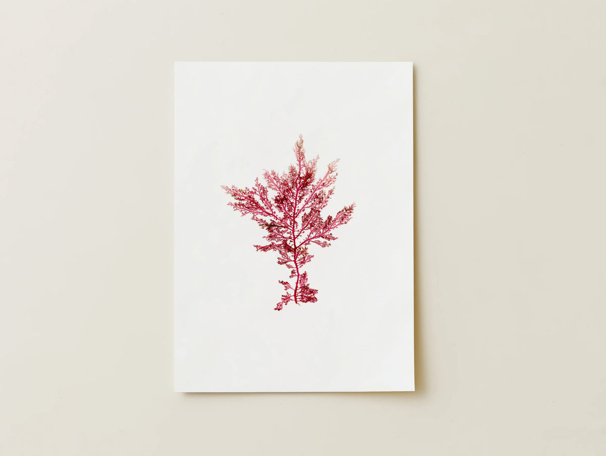 Fucshia Fern - Pressed Seaweed Fine Print