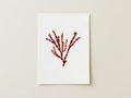 Sea Gems - Pressed Seaweed Fine Print