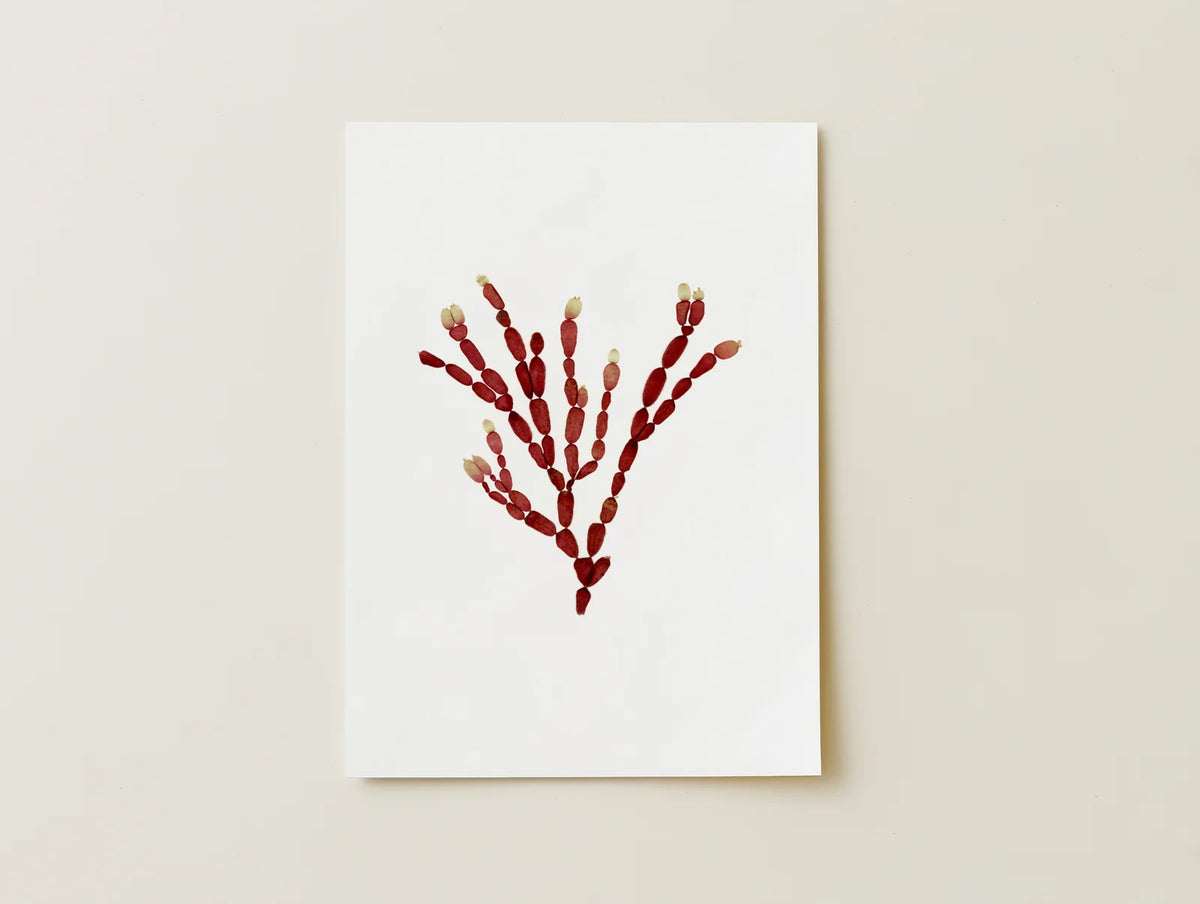 Sea Gems - Pressed Seaweed Fine Print