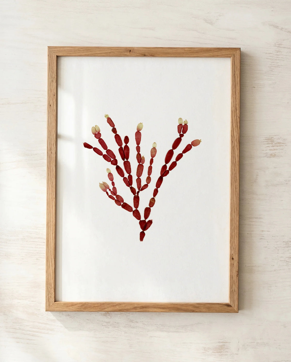 Sea Gems - Pressed Seaweed Fine Print