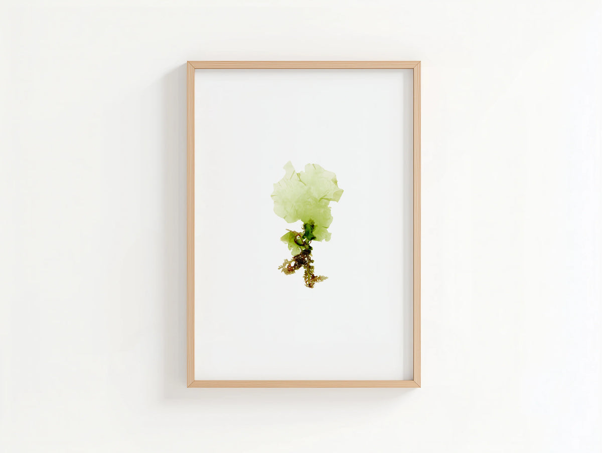 Sea Lettuce - Pressed Seaweed Fine Print