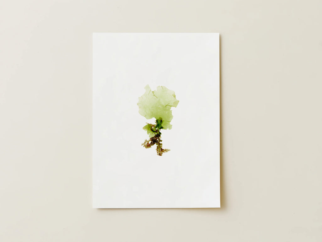 Sea Lettuce - Pressed Seaweed Fine Print